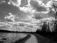 wetlands image