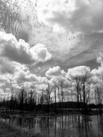 wetlands image