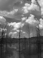 wetlands image