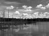 wetlands image