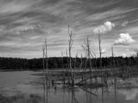 wetlands image