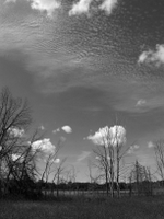 wetlands image